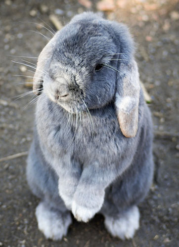 ooh look a bunny
